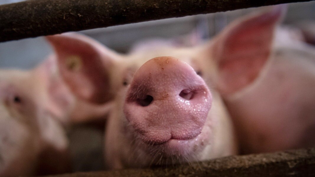 Slaughter pigs: how much money does the farmer keep?  |  NDR.de – news