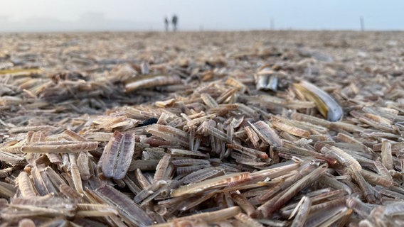 Am Nordstrand der Ostfriesischen Insel Norderney liegen tote Schwertmuscheln. © Volker Bartels/dpa Foto: Volker Bartels