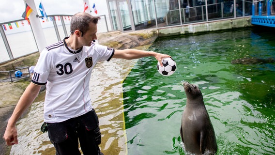 Daniel Meyer, Tierpfleger im Aquarium Wilhelmshaven, und Seehund Paul spielen während der Tierfütterung mit einem Fußball. © dpa Foto: Hauke-Christian Dittrich