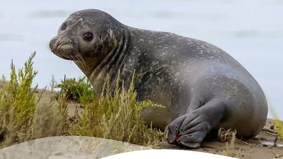 Ein Seehund sitzt in Butjadingen am Strand. © Touristik Butjadingen 