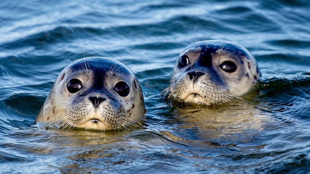 Zwei Seehunde schwimmen am Ostende der Insel Juist in der Nordsee. 