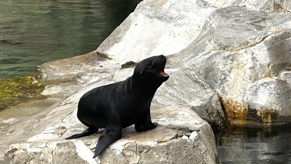 Der junge Seelöwe "Lío" im Zoo am Meer in Bremerhaven © Zoo am Meer Bremerhaven 