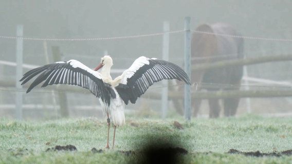 Ein Storch sitzt auf einer Wiese bei Groß Mackenstedt. © Nord-West-Media TV 