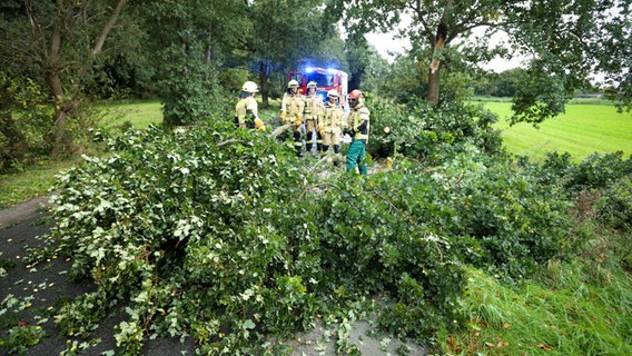 Auf der Straße bei Achim steht ein Baum. © Nord-West Media TV 