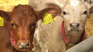 Kälber in einem Stall. (Zu: Zwei Frauen übernehmen eine Tierarztpraxis in Wiefelstede, Landkreis Ammerland.) © NDR 