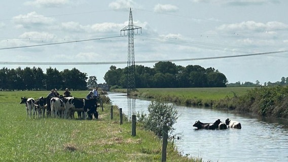 Einsatzkräfte der Feuerwehr stehen neben einem Kanal, in dem sich mehrere Kühe befinden. © Thomas Conrads, Feuerwehr Simonswolde Foto: Thomas Conrads