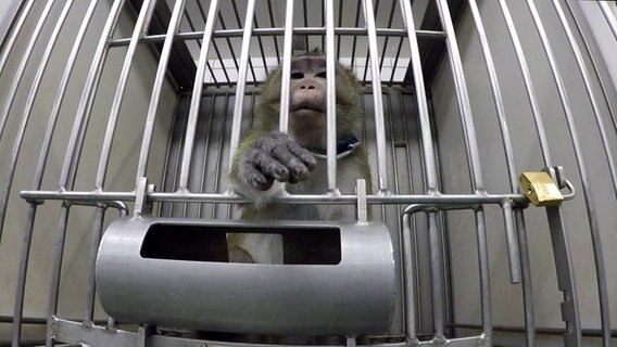 Ein Affe ist in einem Käfig eingesperrt. © SOKO Tierschutz/cruelty free Internationa Foto: SOKO Tierschutz/cruelty free Internationa