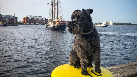 Ein Hund sitzt auf einem Poller am Rande einer Regatta in Wilhelmshaven. © NDR Foto: Jutta Pzrygoda