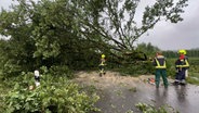 Feuerwehrleute zersägen einen umgestürzten Baum. © NonstopNews 