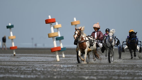 Reiter in Sulkys nehmen am Wattrennen vor dem Strand in Duhnen teil. © dpa Foto: Lars Penning