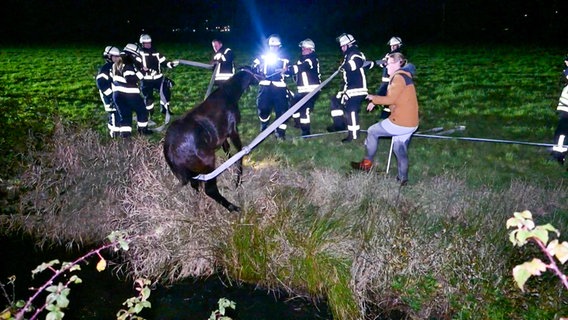 Feuerwehrleute retten ein Fohlen aus einem Wassergraben in Weener. © Nonstop News 