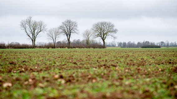 Wolken ziehen bei bedecktem Wetter über mehrere Bäume auf einem Feld im Ortsteil Eissel. © dpa Foto: Hauke-Christian Dittrich