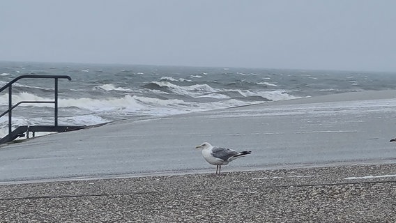 Eine Möwe sitzt nah an der Nordsee auf einem Weg. © NDR Foto: Jens Klemp