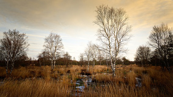 Bäume stehen in einem Moor. © NDR Foto: Lorenz Wodzinski