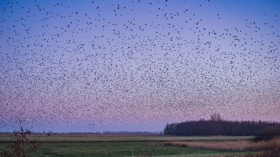 Ein Vogelschwarm ist am Himmel zu sehen. © NDR Foto: Farina Rengers