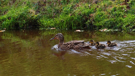 Entenküken schwimmen auf dem Mittelkanal in Papenburg, © NDR Foto: Heyo Strenge