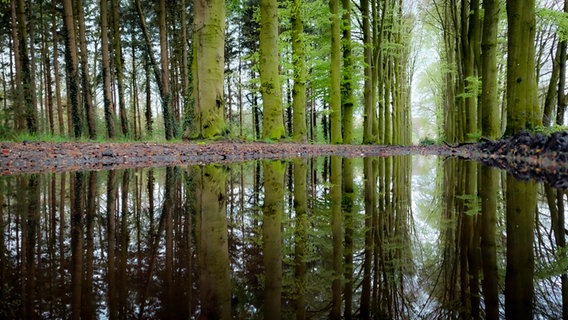 Bäume spiegeln sich in Regenpfützen im Dinklager Burgwald © NDR Foto: Sandra Bittner-Hellbernd