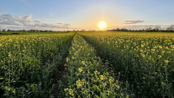 Rapsfeld bei Sonnenuntergang in Sulingen. © NDR Foto: Petra Quade