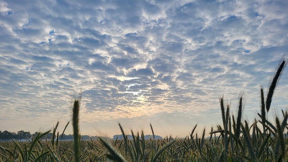 Schäfchenwolken über einem Kornfeld. © NDR Foto: Maike Lachmann
