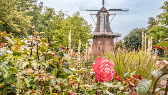 Vor einer Windmühle in Papenburg blüht eine Rose. © NDR Foto: Lorenz Wodzinski
