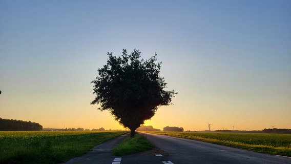 Die Sonne steht hinter einem Baum an einer Straße. © NDR Foto: Maike Lachmann