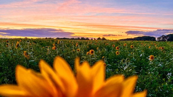 Sonnenblumen bei Sonnenuntergang auf einem Feld in Sulingen © NDR Foto: Petra Quade