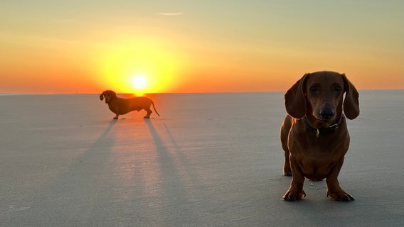 Die beiden Dackel August und Heinrich im Sonnenaufgang am Strand von Spiekeroog © NDR Foto: Kai Nilson