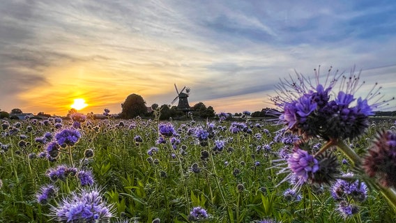 Eine Windmühle steht auf einer Wiese bei Sulingen. © NDR Foto: Petra Quade