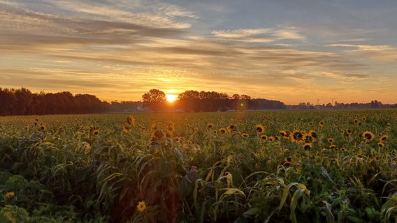 Die Sonne geht in Mellinghausen über einem Feld von Sonnenblumen auf. © NDR Foto: Rudolf Maibach