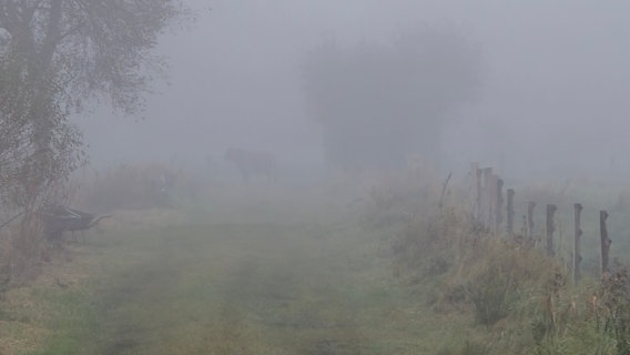 Ein Kuh ist im Nebel nur schemenhaft zu erkennen © NDR Foto: Brigitte Hanneken