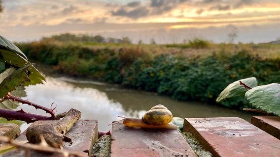 Eine Schnecke auf einem Klinkerstein. © NDR Foto: Birgit Stille