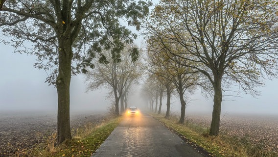 Ein Auto in einer nebeligen Alle in Heinitzpolder in Ostfriesland © NDR Foto: Gerrit Denekas