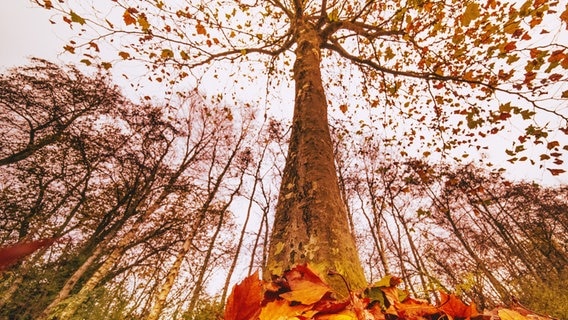 Ein Baum mit Herbstlaub aus der Froschperspektive fotografiert. © NDR Foto: Lorenz Wodzinski