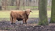 Ein Rind steht auf einer Weide. © NDR Foto: Brigitte Hanneken