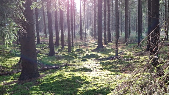 Sonnenstrahlen auf einer Mooslandschaft in einem Wald in Hude. © NDR Foto: Josef Brüggen