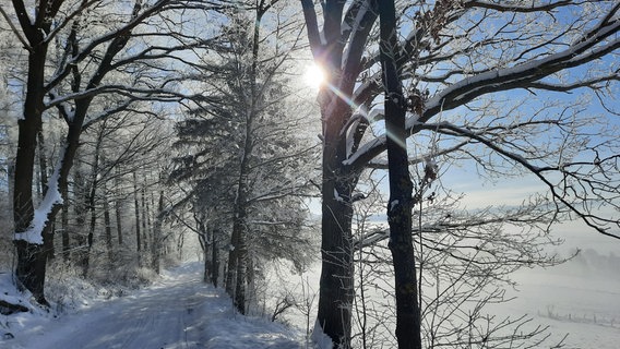 Schnee am Hohen Rott bei Oldenrode © NDR Foto: Falk Schwarz