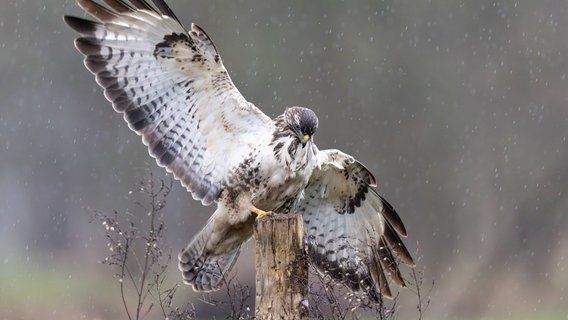 Ein Bussard im Landeflug auf eine Pflog. © NDR Foto: Folkert Christoffers