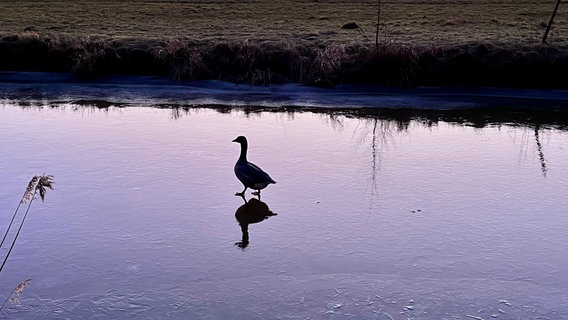 Eine Gans auf einer Eisfläche. © NDR Foto: Stefanie Helbach