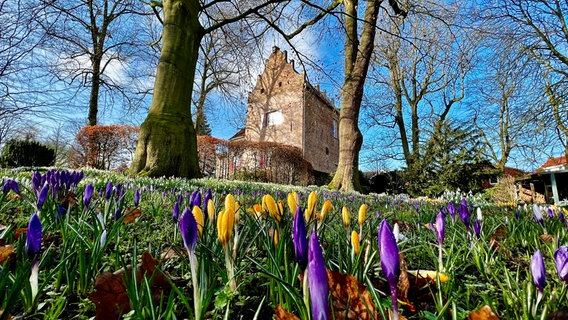 Frühblüher stehen auf einer Wiese in Leer. © NDR Foto: Gerrit Denekas