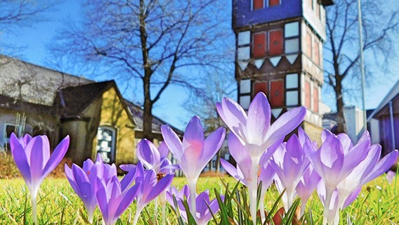 Krokusse vor dem Steigerturm der Goslarer Feuerwehr. © NDR Foto: Jutta Fricke