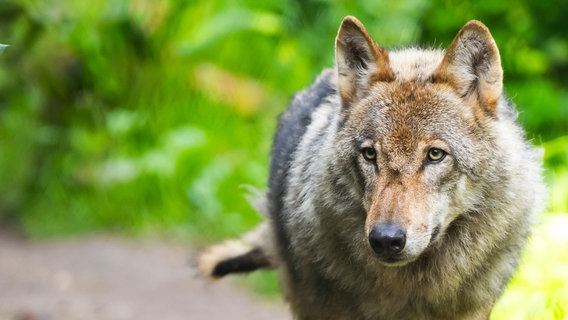 Ein Wolf schaut in die Kamera. © dpa Foto: Philipp Schulze