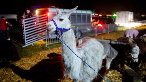 Ein Lama steht vor Marktbeginn auf dem Vieh- und Pferdemarkt zum Zeteler Markt. © dpa-Bildfunk Foto: Hauke-Christian Dittrich