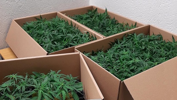Von der Bundespolizei sichergestellte Cannabispflanzen © Bundespolizei 