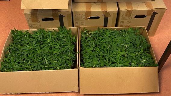 Beschlagnahmte Cannabispflanzen in Kartons. © Hauptzollamt Osnabrück 