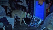 Zollbeamte setzen bei einer Durchsuchung einen Spürhund ein. © TV Newskontor 