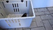 Ein Entenküken sitzt in einer Box. © TV7 News 