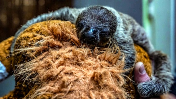 Ein junges Faultier hält sich an einem Stofftier in Tierpark Nordhorn fest. © Tierpark Nordhorn Foto: Jörg Everding