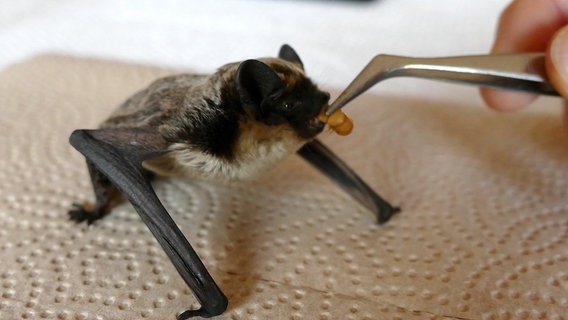 Mit Hilfe einer Pinzette wird eine Zweifarbfledermaus gefüttert. © NABU-Regionalgeschäftsstelle Emsland/ Grafschaft Bentheim Foto: Gerhard Schaad