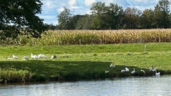 Mehrere grau-weiße Gänse tummeln sich am Ufer der Ems. © Stadt Haren (Ems) 