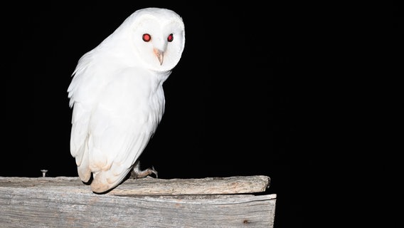 Eine weiße Schleiereule, auch Geistereule genannt, sitzt auf einem Holzbalken. © Andreas Schüring Foto: Andreas Schüring, Tom Horak, Philipp Ludewig